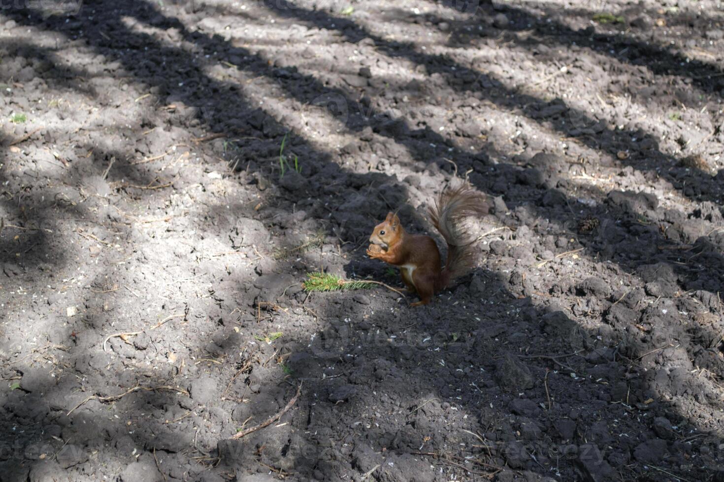 een eekhoorn zittend Aan de grond en aan het eten noot. foto