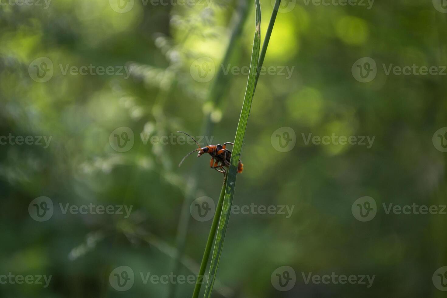 rood insect Aan een groen gras. macro schot. foto