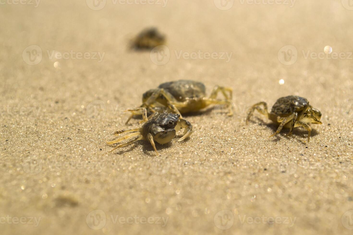 de krabben Aan een zand. macro schot. foto