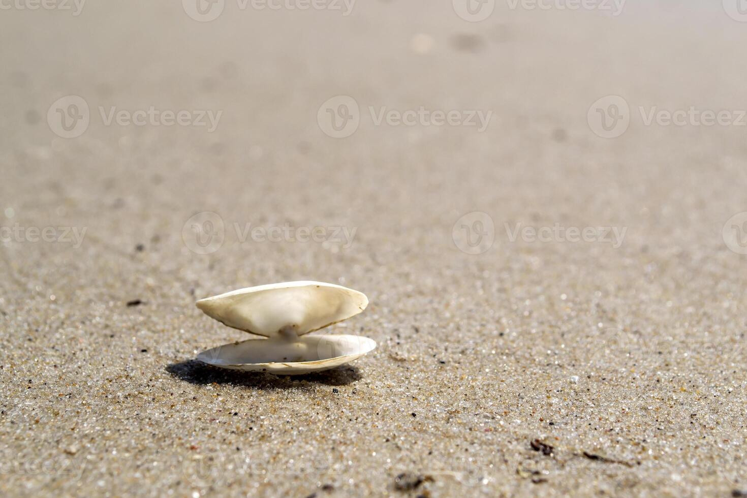 geopend zeeschelp Aan de zand van de kust. macro schot. foto