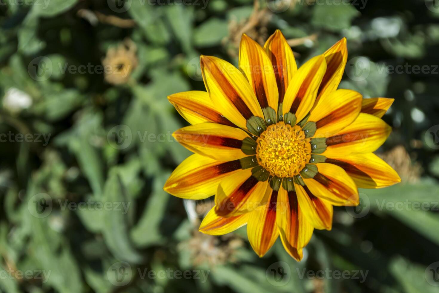 Gazania bloem macro schot. foto