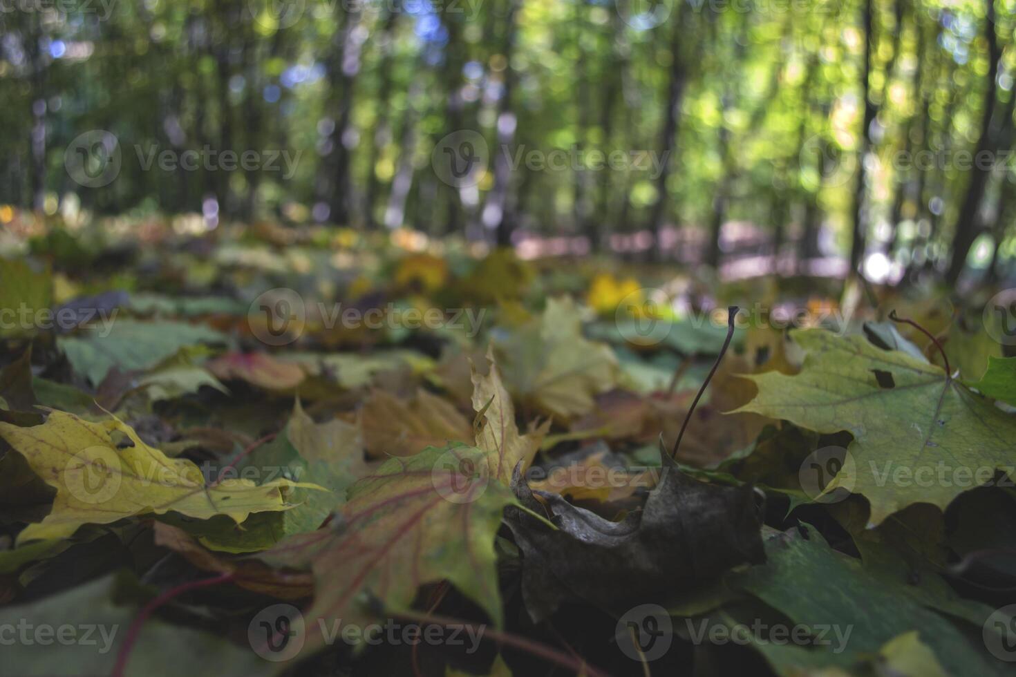 mooi herfst bladeren van esdoorn, dichtbij omhoog. foto