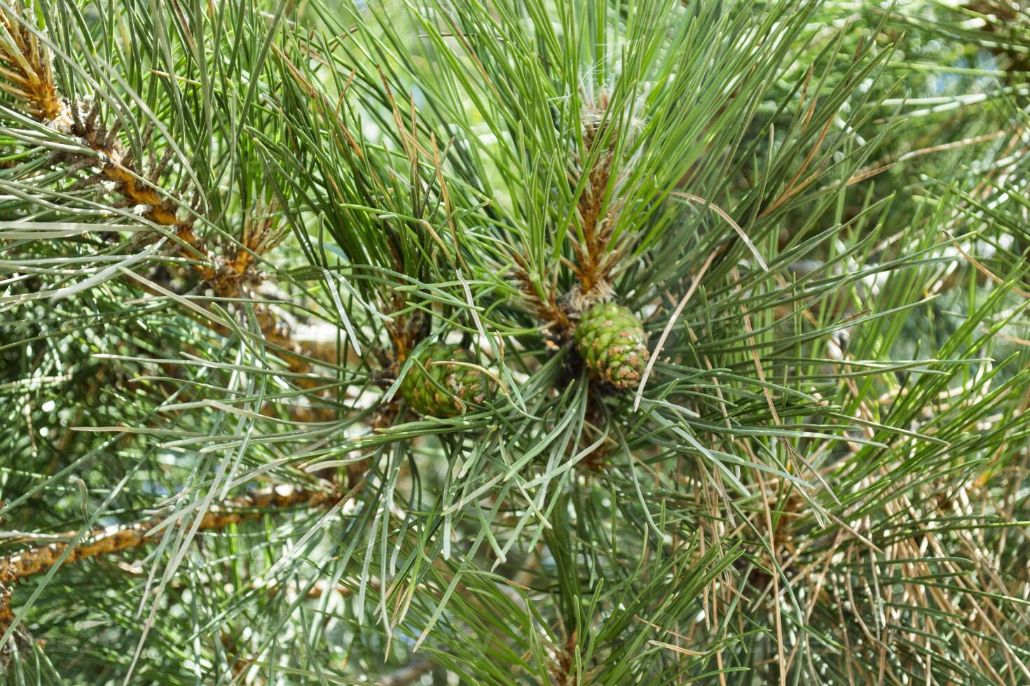 de dennenappel Aan de boom, dichtbij omhoog. foto