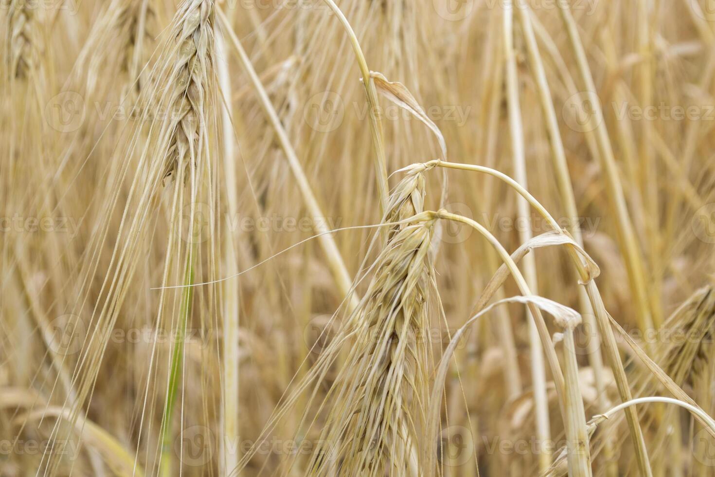 tarwe veld- Bij zomer. dichtbij omhoog. tarwe achtergrond. foto