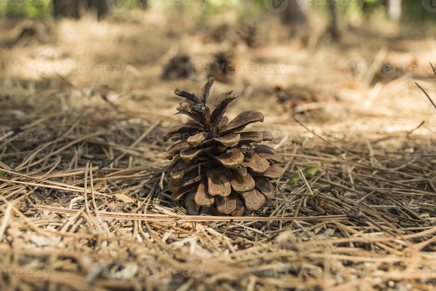 de pijnboom kegels Aan de droog naalden, dichtbij omhoog. Kerstmis behang. foto