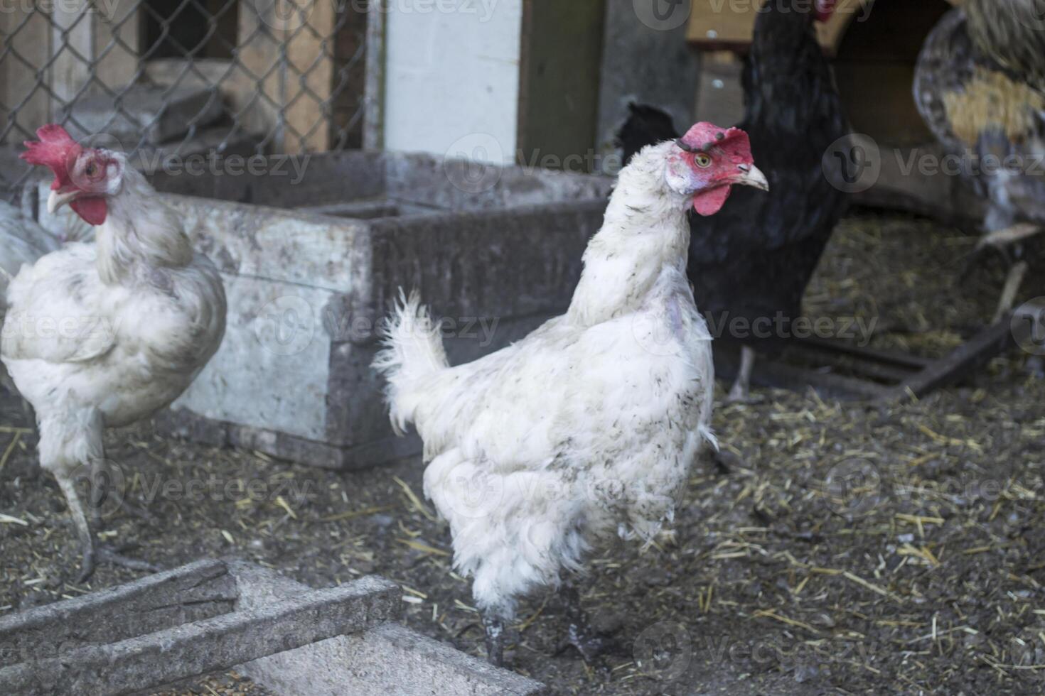 de vogelstand boerderij. foto