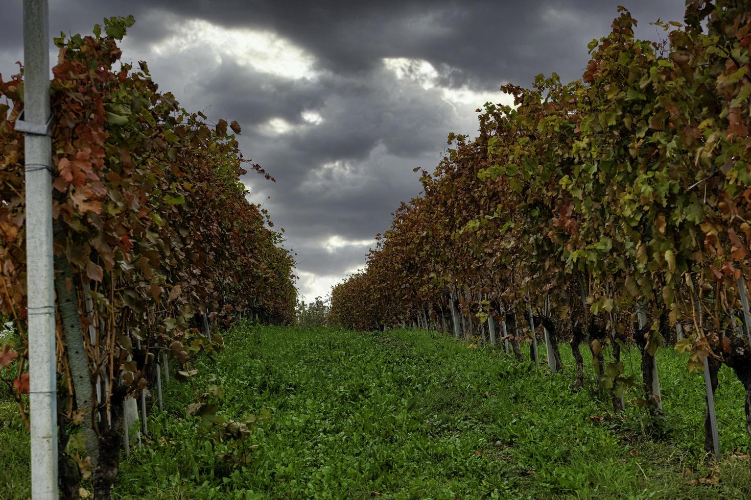 landschappen van de piemontese langhe in de herfst, tijdens de oogst foto