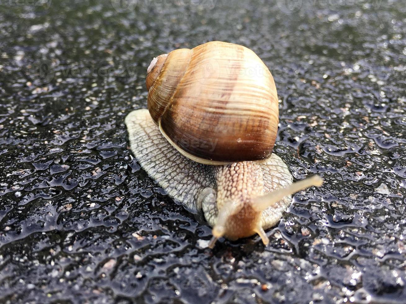 grote tuinslak in schelp kruipend op natte weg, haast je naar huis foto