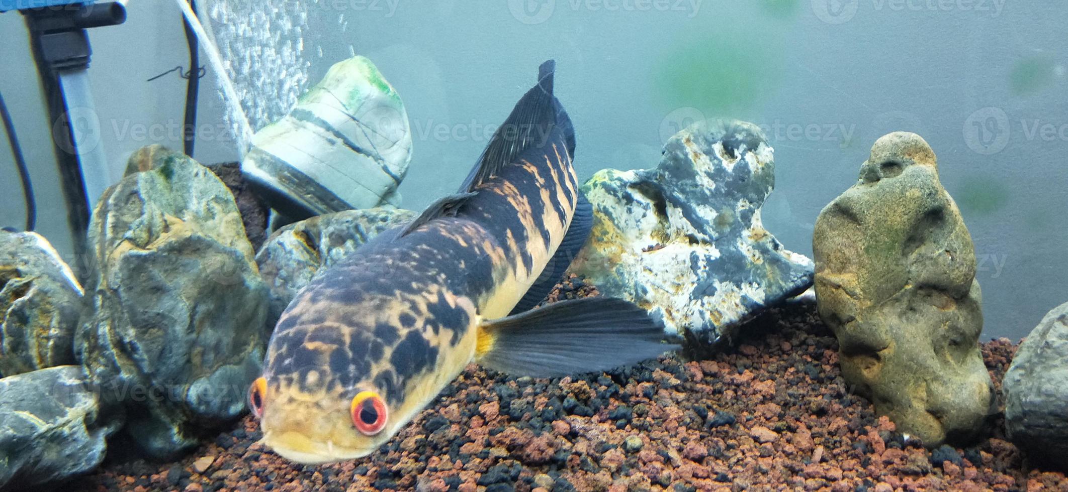 channa marulius bullseye snakehead of grote snakehead foto