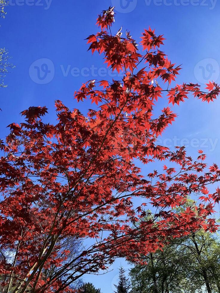 rood esdoorn- boom tegen een blauw lucht foto