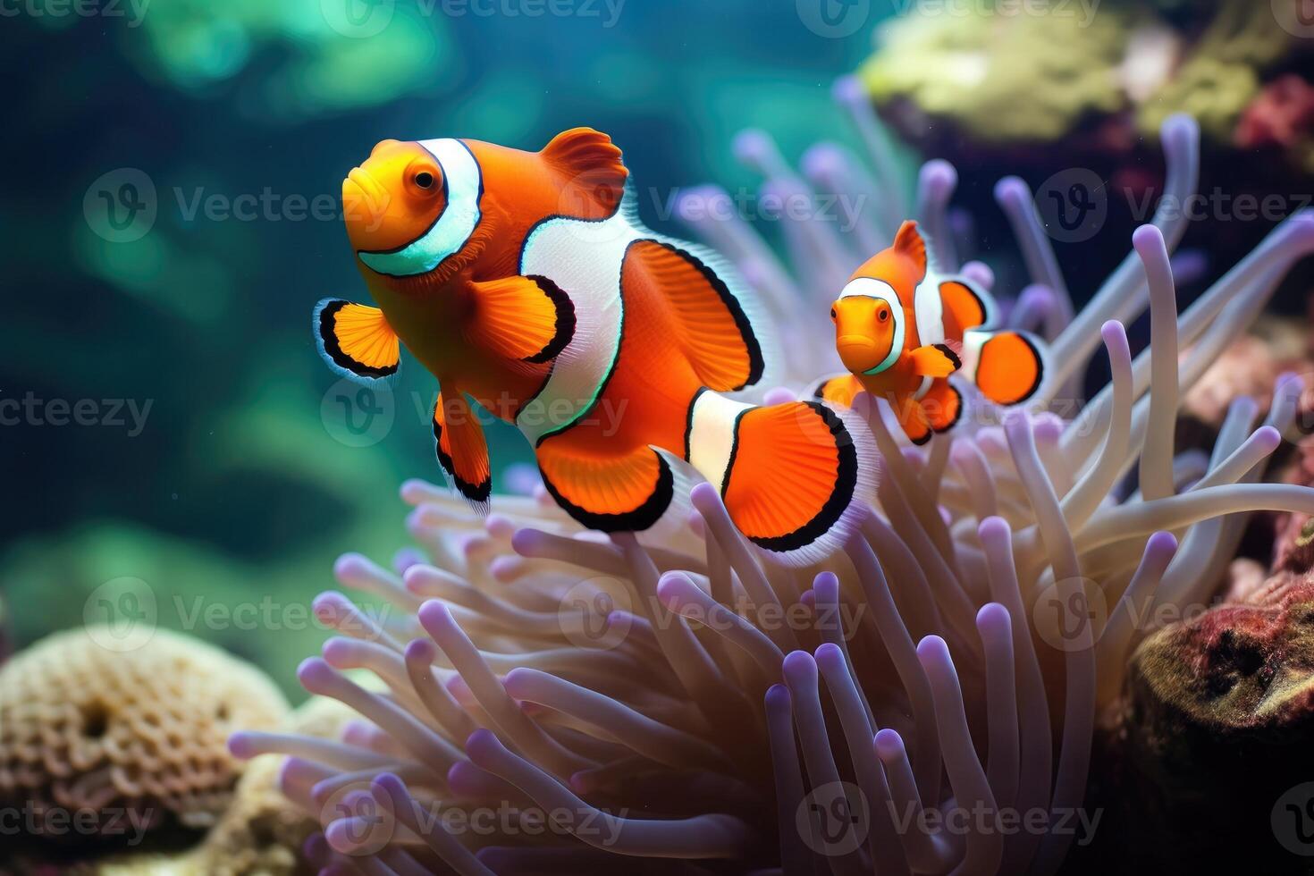 ai gegenereerd amphiprion Ocellaris clown vis en anemoon in zee. foto