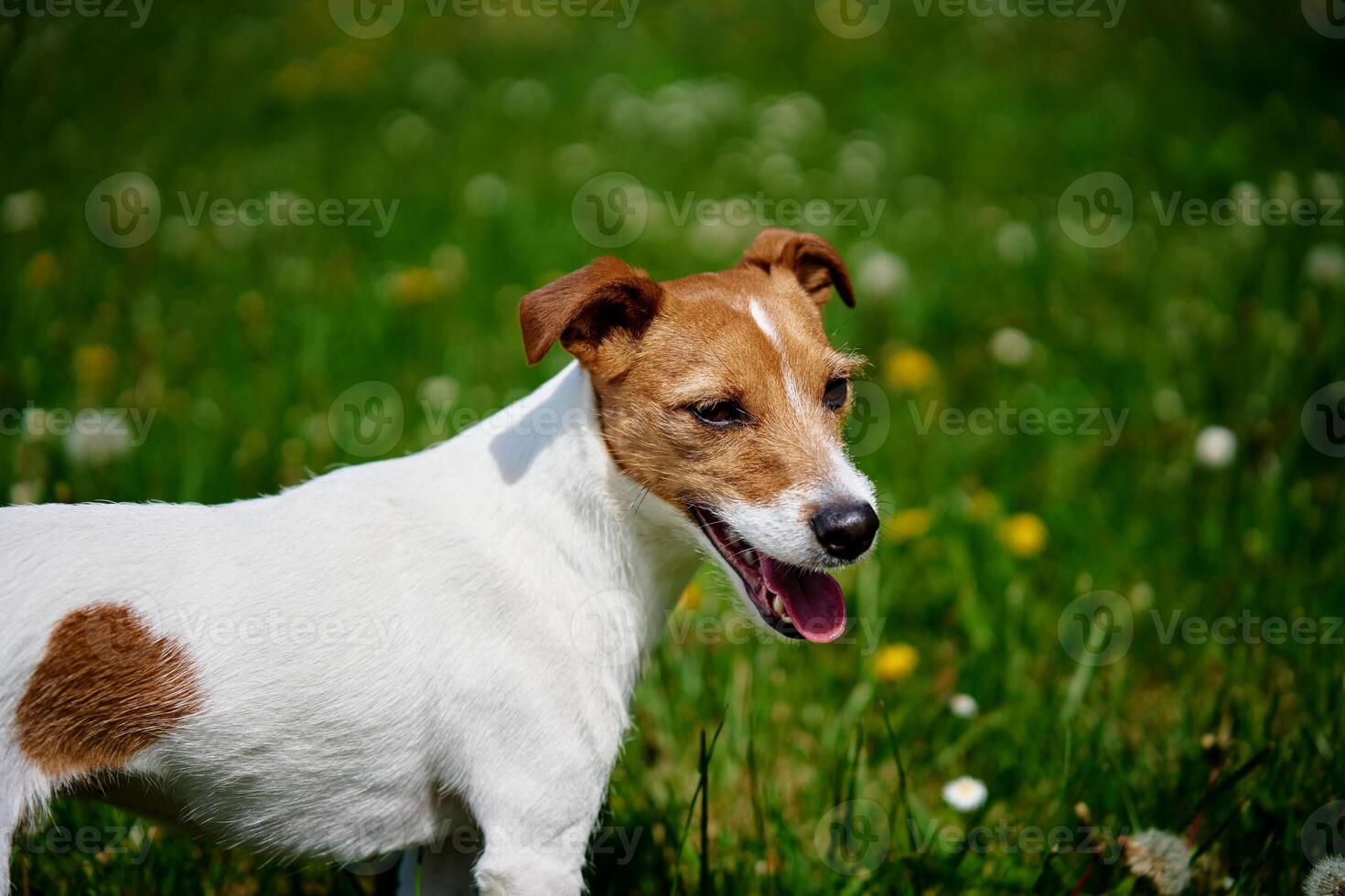 schattig hond wandelen Bij groen gras. jack Russell terriër portret buitenshuis foto