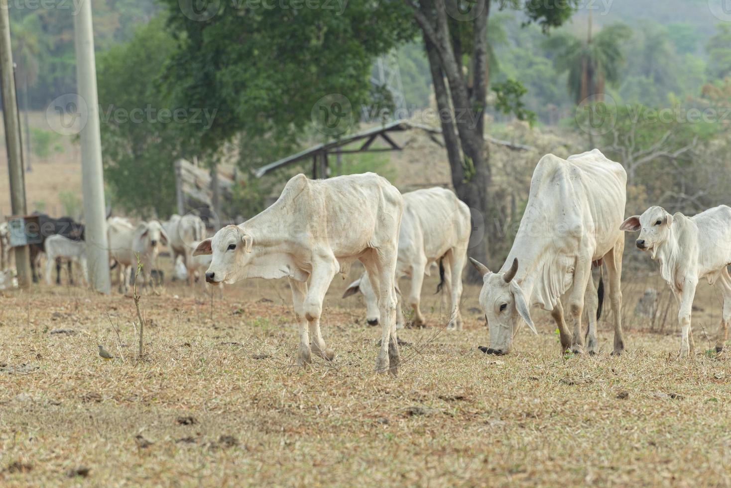 zijaanzicht van nellore kalf in een boerderijweide op het platteland van brazilië foto