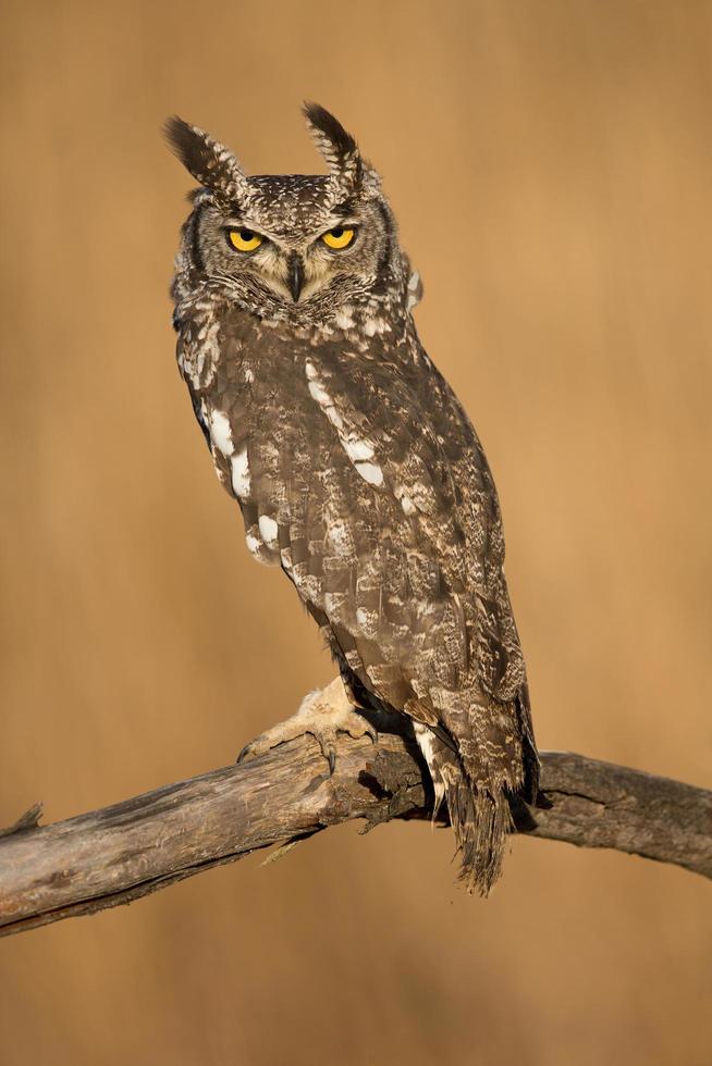 gevlekte oehoe, bubo africanus ook bekend als de afrikaanse gevlekte oehoe en de afrikaanse oehoe foto