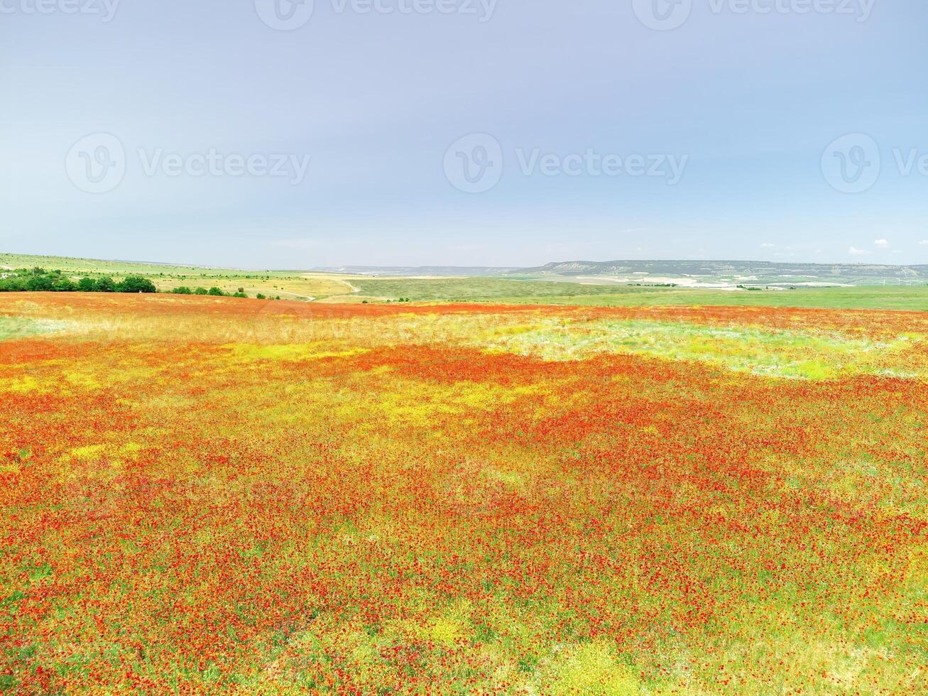 veld- van rood papavers. antenne visie. mooi veld- scharlaken klaprozen bloemen met selectief focus. rood klaprozen in zacht licht. glade van rood papavers. papaver sp. niemand foto