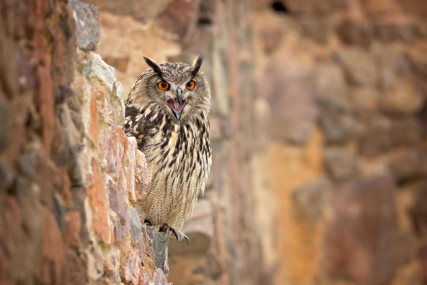 euraziatische oehoe, bubo bubo foto