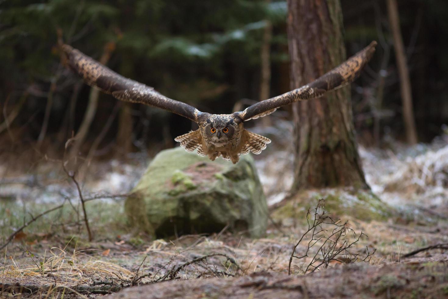 euraziatische oehoe, bubo bubo foto