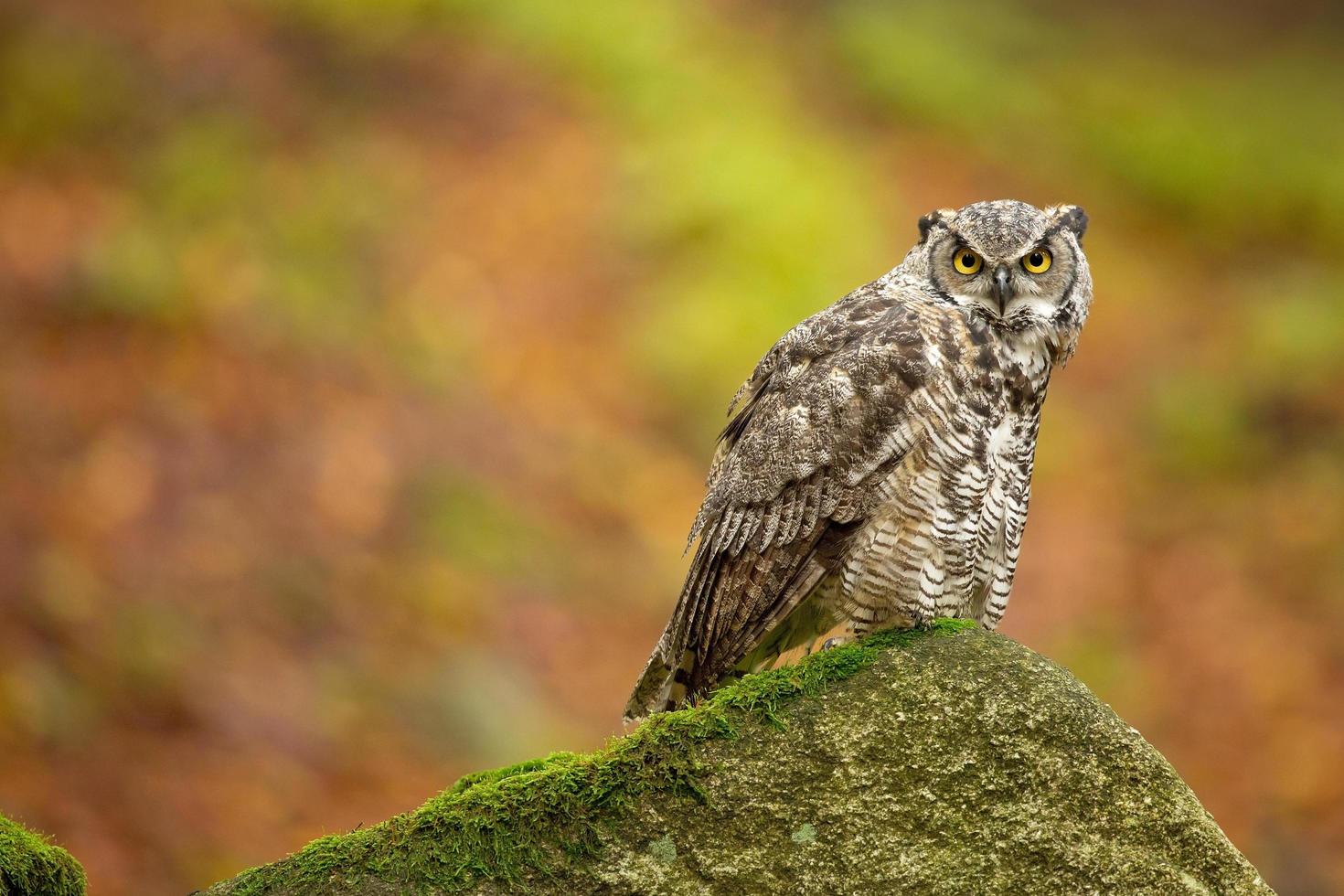 grote gehoornde uil ook bekend als de tijgeruil foto