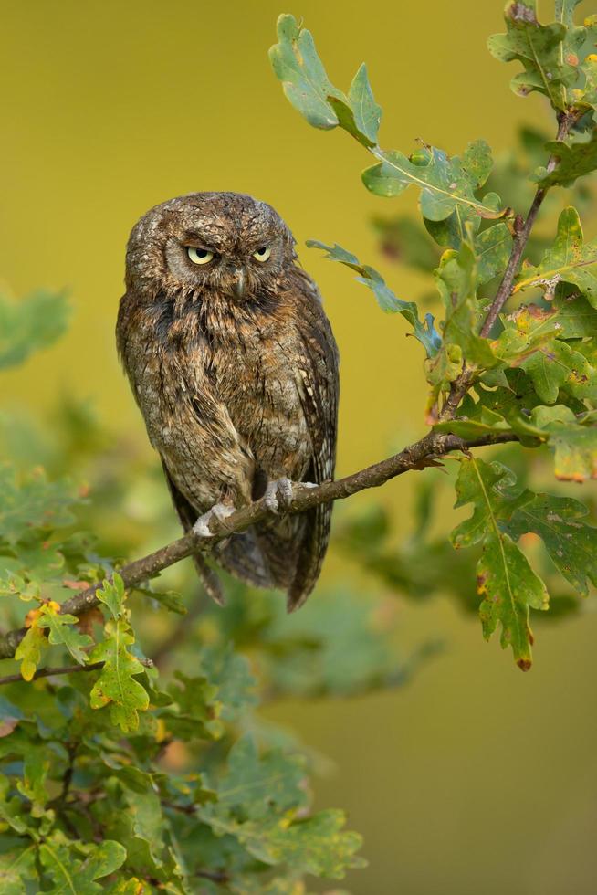 Euraziatische dwergooruil foto