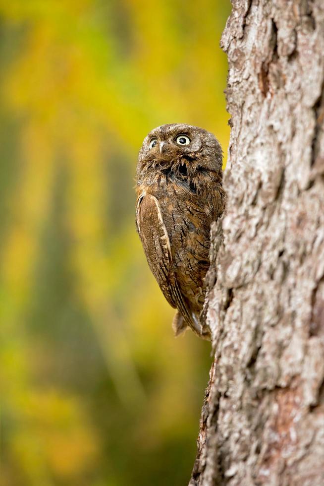 Euraziatische dwergooruil foto