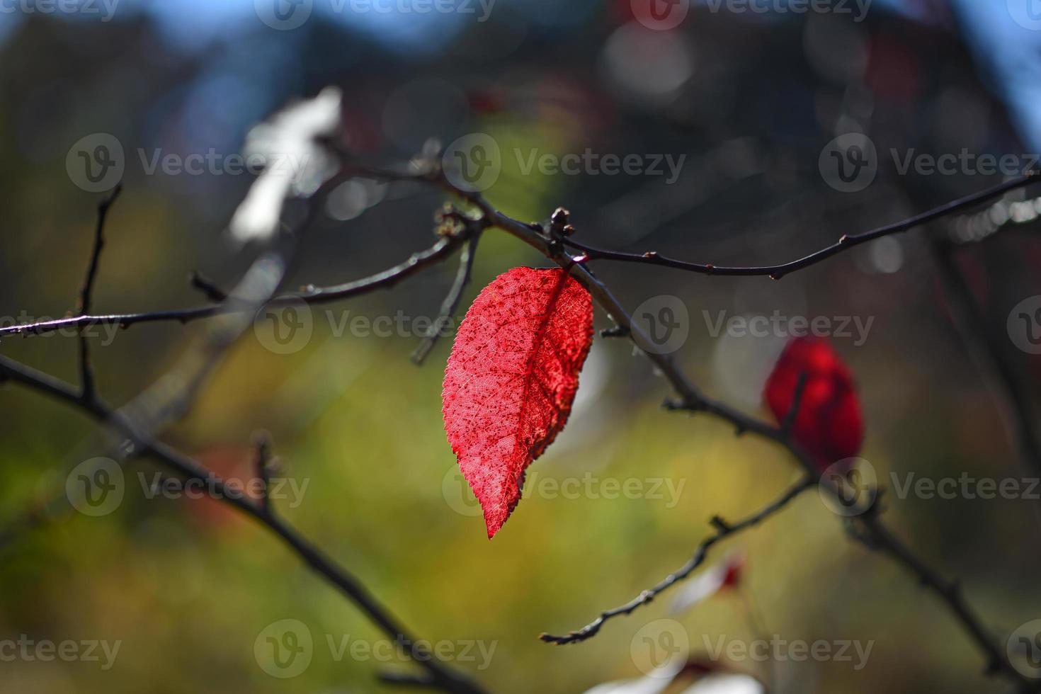 eenzaam rood blad op een boomtak op een onscherpe achtergrond. eenzaamheid en herfst concept. selectieve focus foto