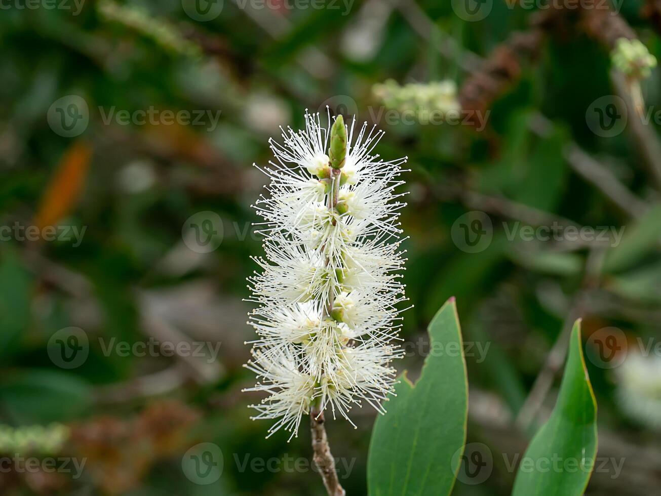 cajuput boom, melk hout, papier schors boom foto