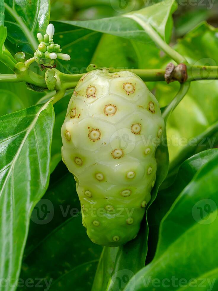 rauw Indisch moerbei fruit Aan boom foto