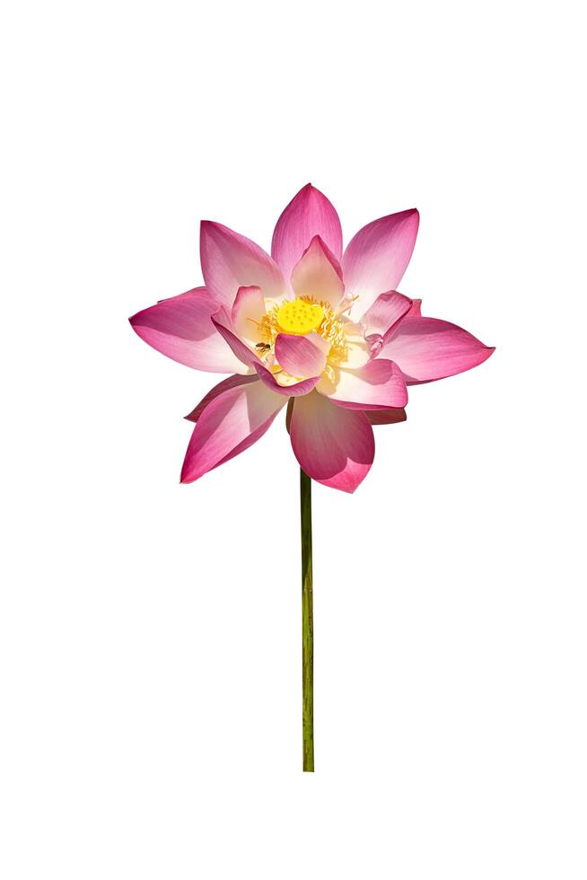 dichtbij omhoog roze lotus bloem. foto