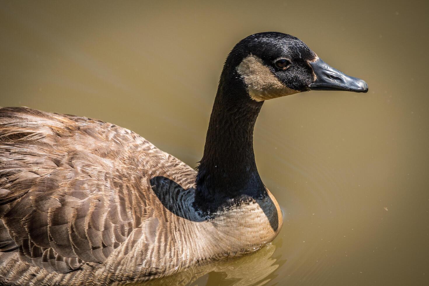 Canadees gans detailopname in de water foto