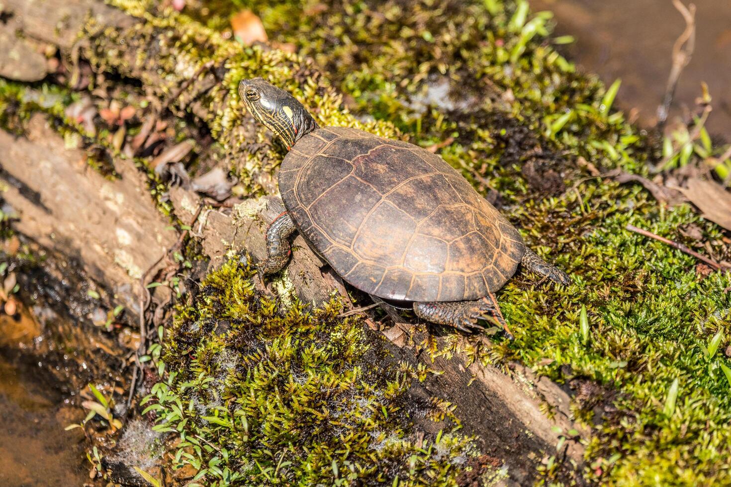 geschilderd schildpad Aan een log detailopname foto