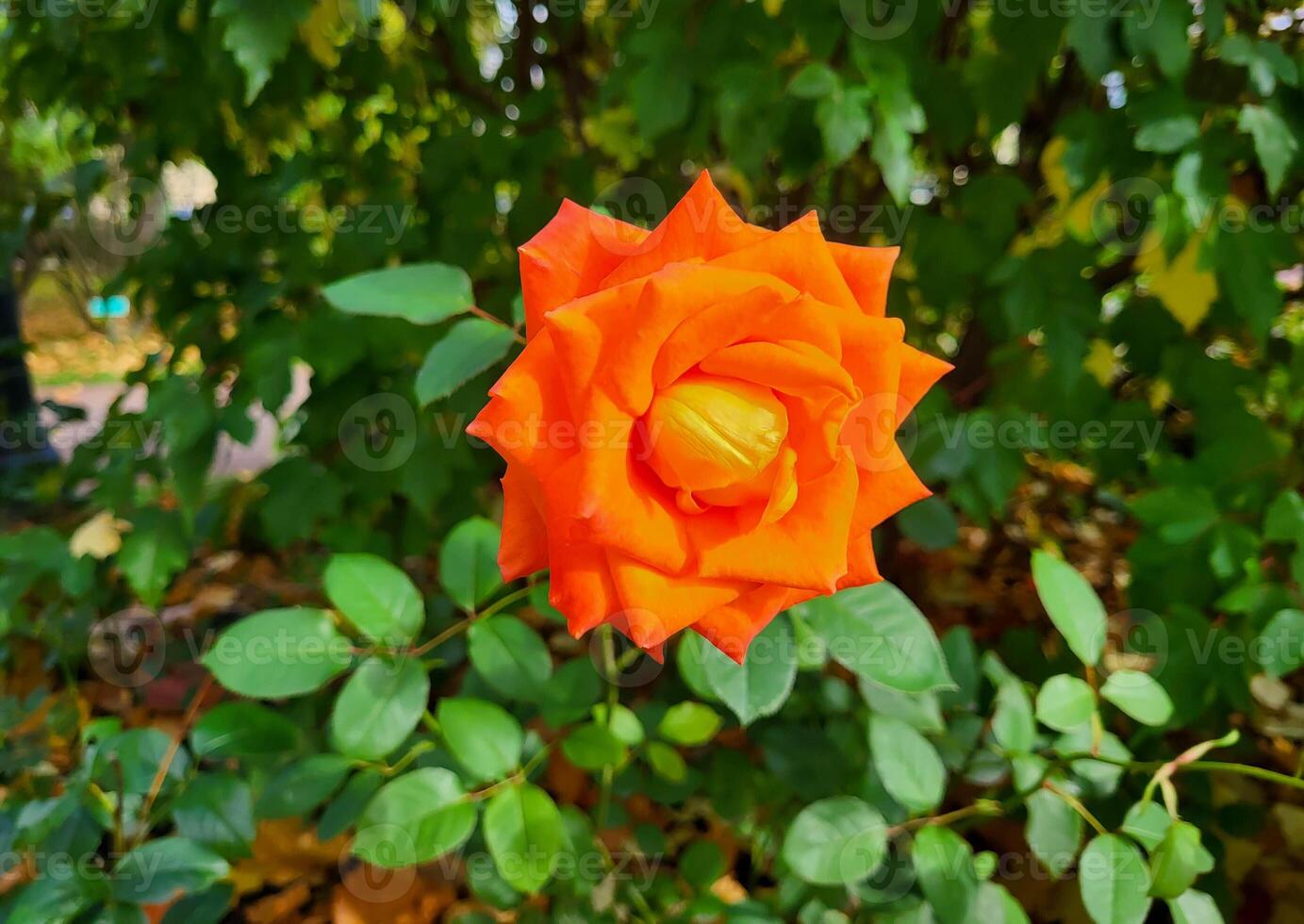 een helder oranje roos in de tuin Aan een zonnig zomer dag. foto