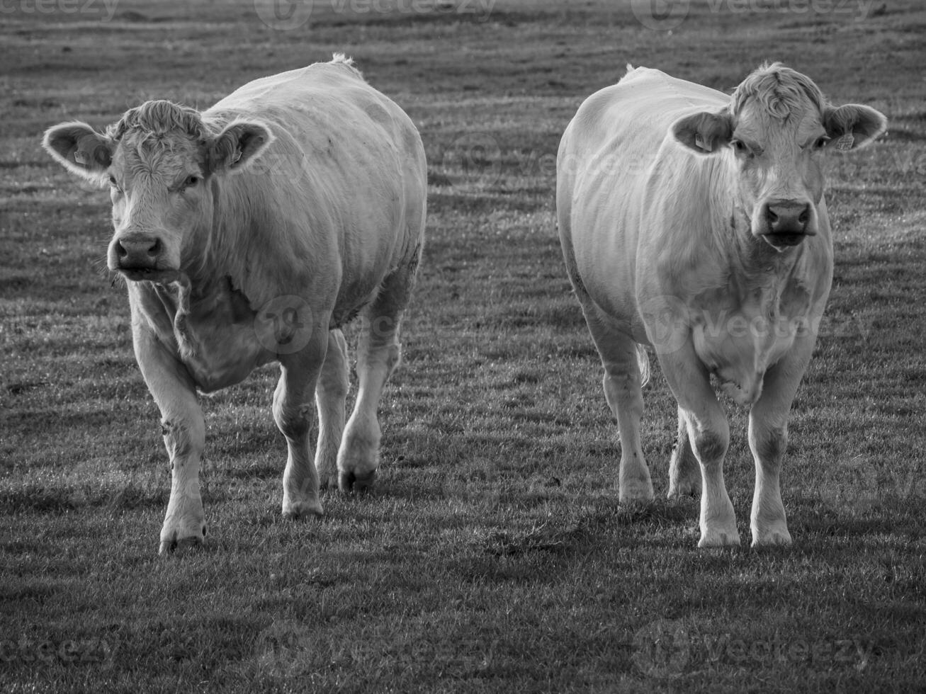 weseke in Westfalen foto