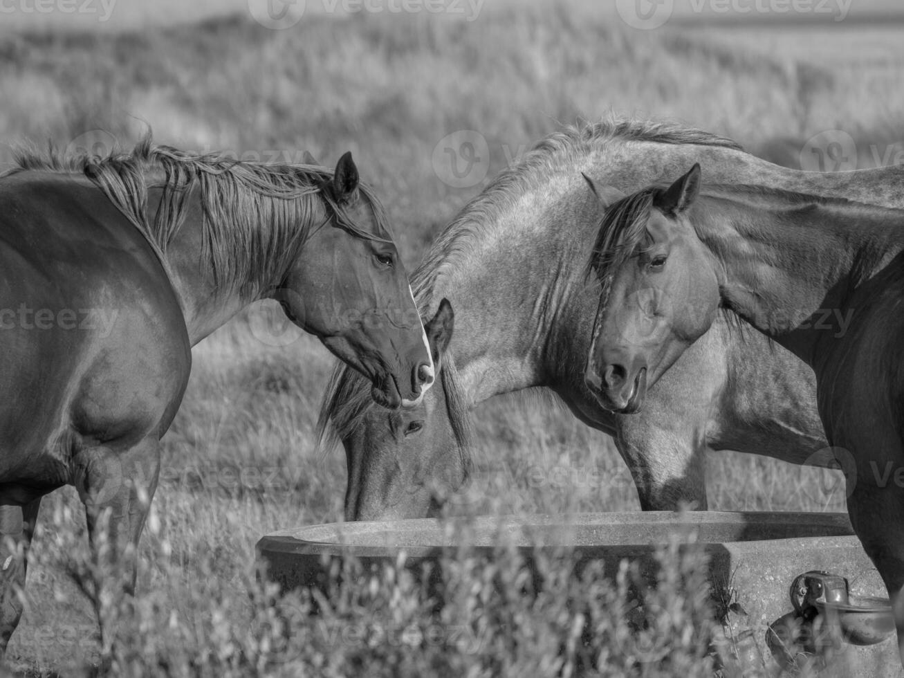 juist eiland Duitsland foto