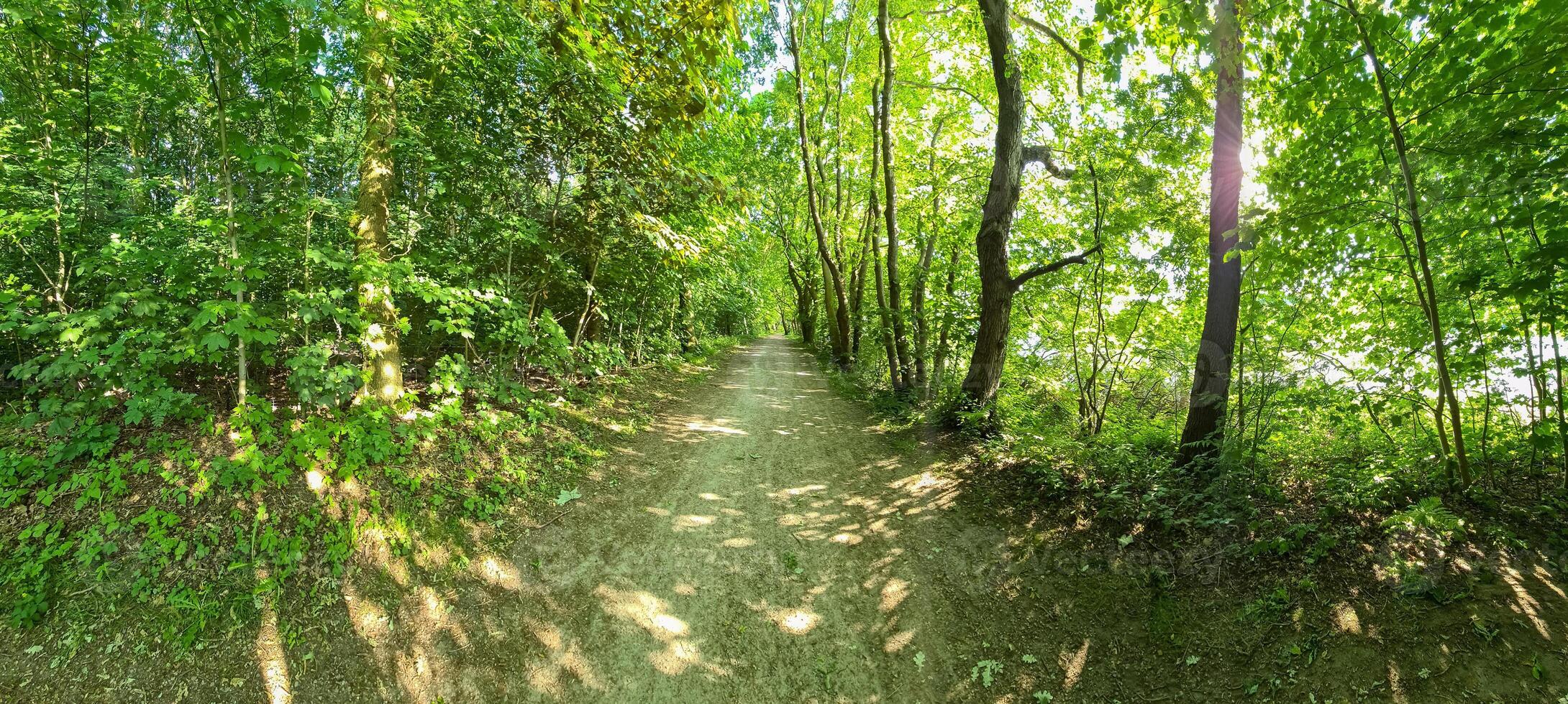 mooi visie Bij een pad in een dicht groen Woud met helder zonlicht gieten diep schaduw foto