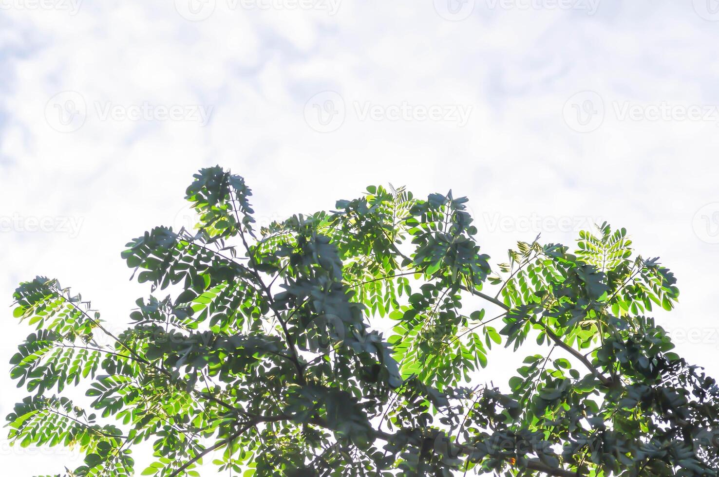 regen boom of samanea saman, peulvruchten mimosoideae foto