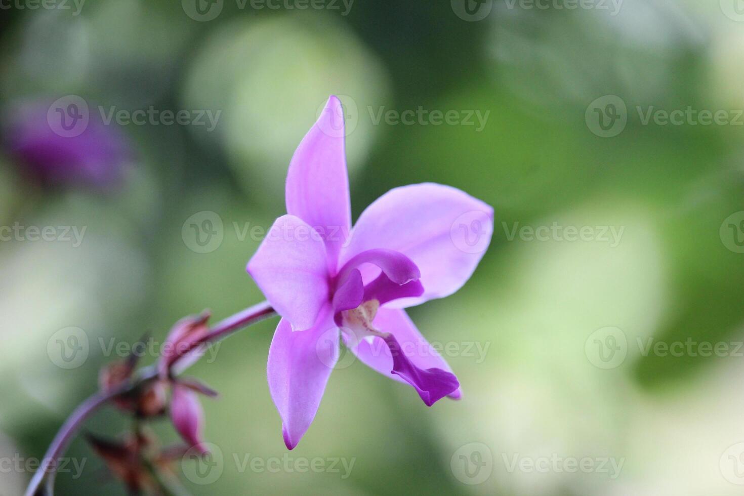 spathoglottis plicata of Purper bodem orchidee bloem met wazig achtergrond foto