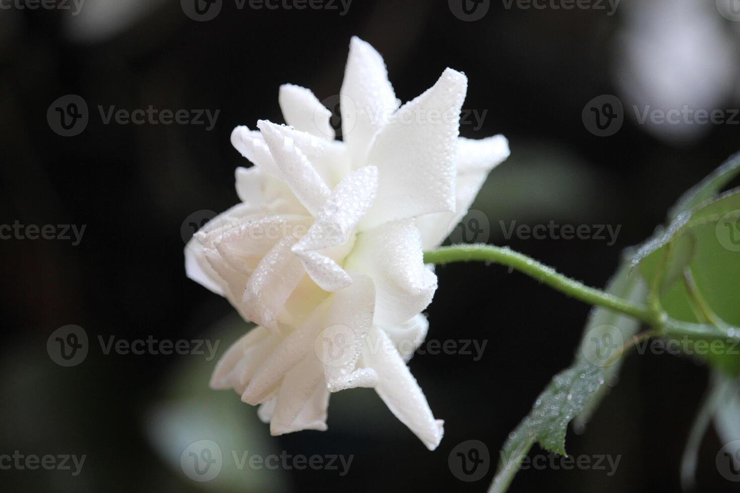 dichtbij omhoog van wit rozen met een wazig achtergrond foto