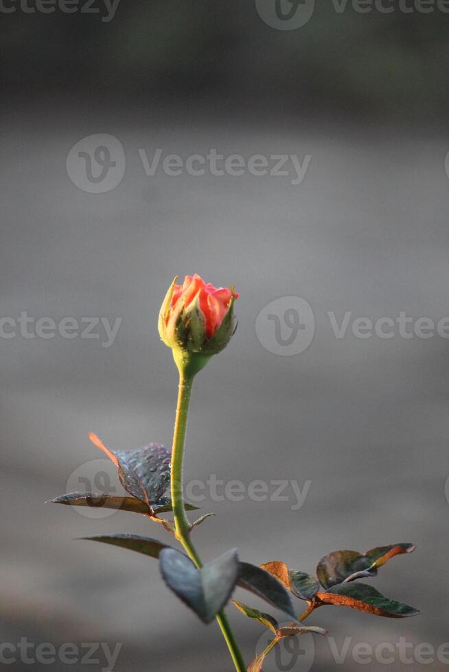 dichtbij omhoog van oranje roos bloem bloemknoppen Aan wazig achtergrond foto