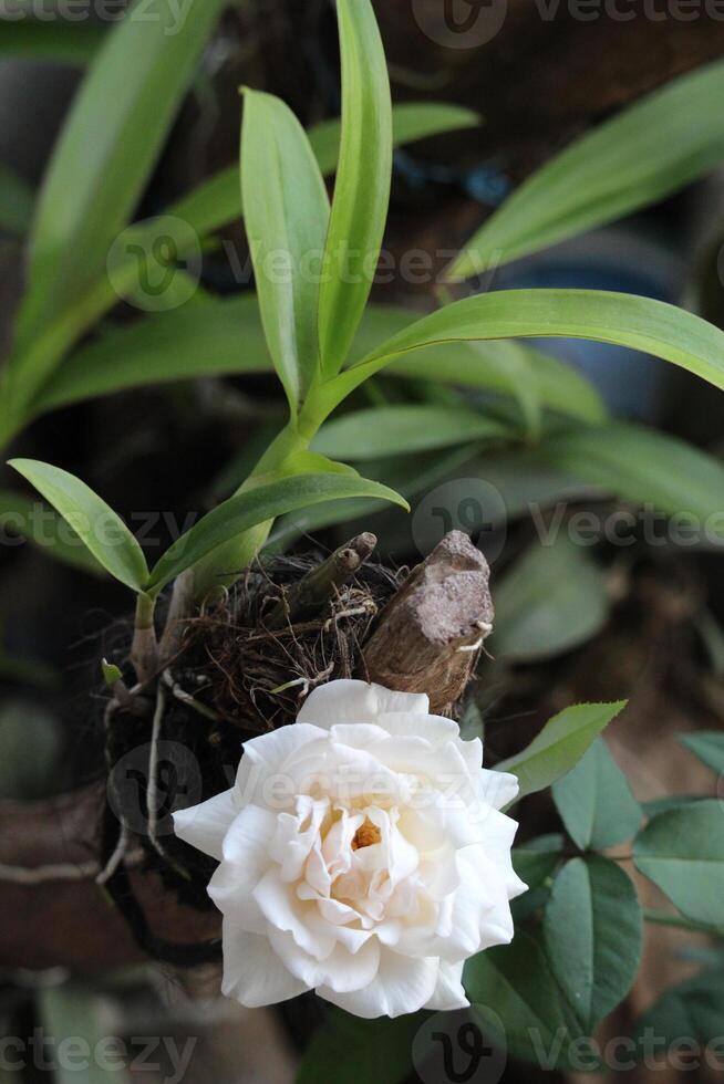 dichtbij omhoog van wit rozen in de buurt orchidee planten met een wazig achtergrond foto