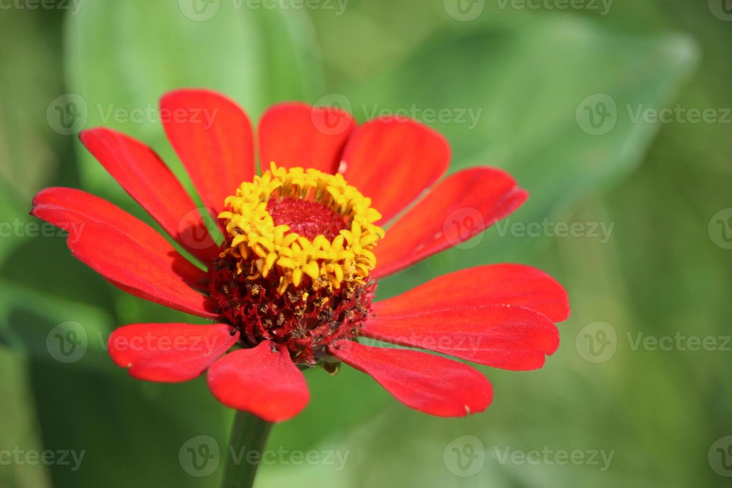 rood zinnia elegans bloeiend met wazig achtergrond foto