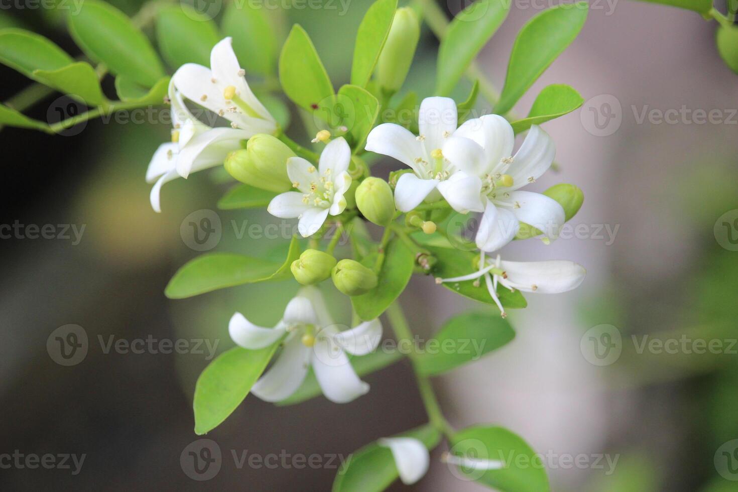 dichtbij omhoog van Japans kemuning of murraya paniculata bloemen in bloeien met een wazig achtergrond foto