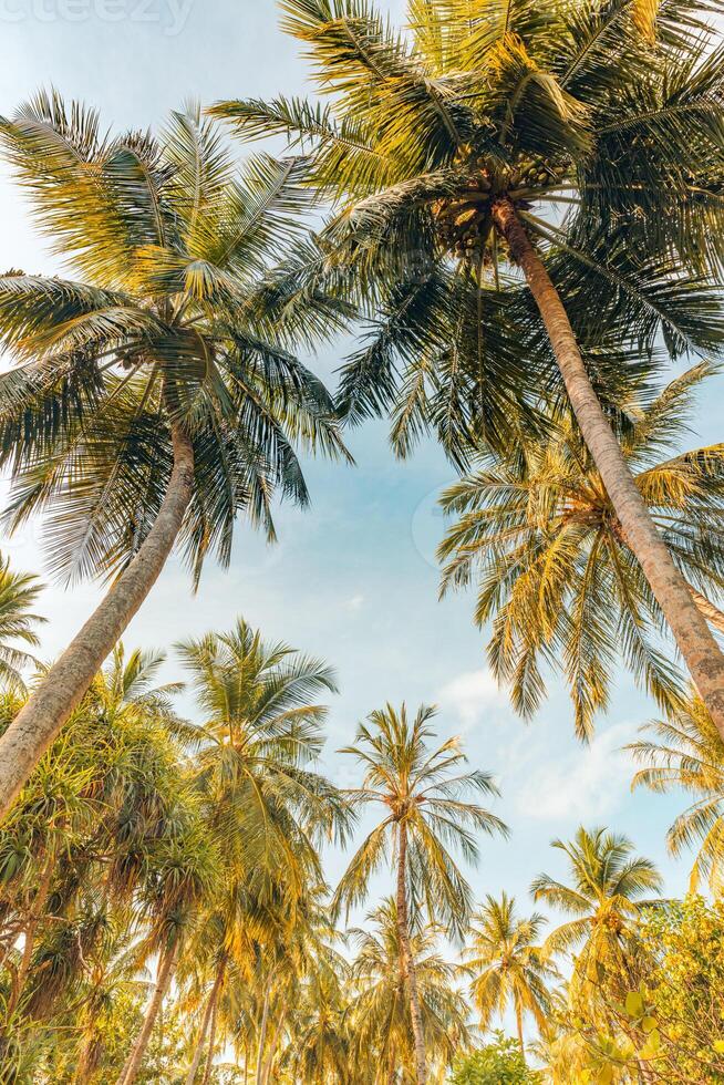 romantisch gevoel van tropisch palm boom met zon licht Aan lucht achtergrond. buitenshuis zonsondergang exotisch gebladerte, detailopname natuur landschap. kokosnoot palm bomen en schijnend zon over- helder lucht. zomer voorjaar natuur foto