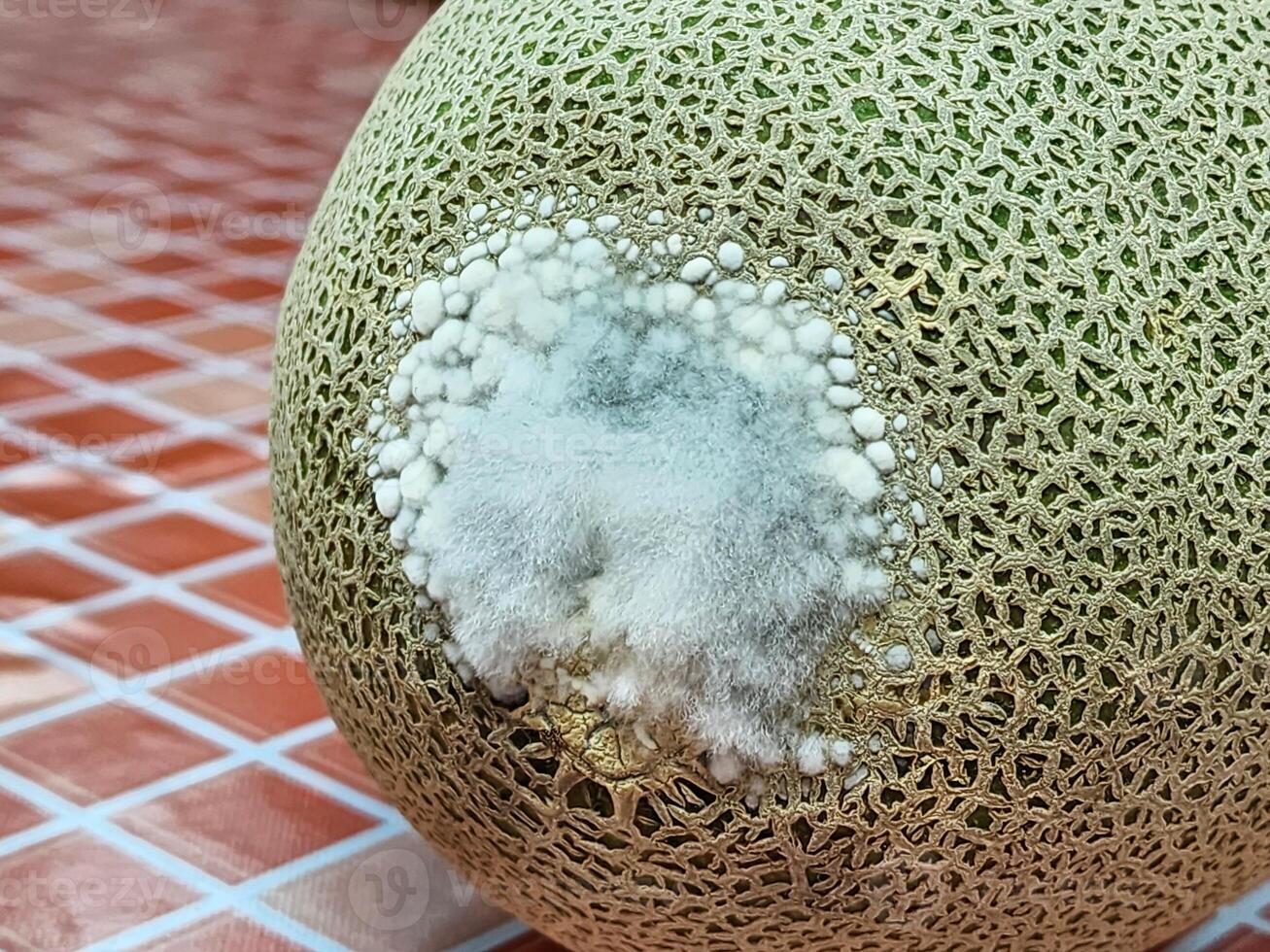 meloen fruit heeft gietvorm, schimmel. foto