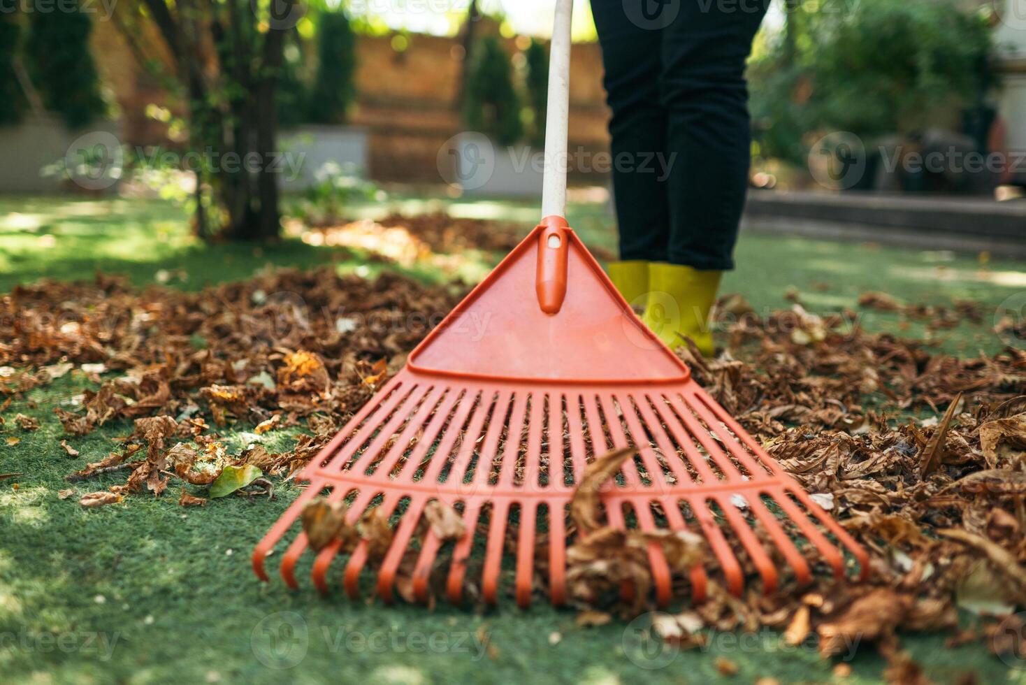 harken gedaald bladeren van de gazon. schoonmaak omhoog gedaald bladeren in de tuin. gebruik makend van een plastic ventilator hark naar schoon de gazon van gedaald bladeren. foto