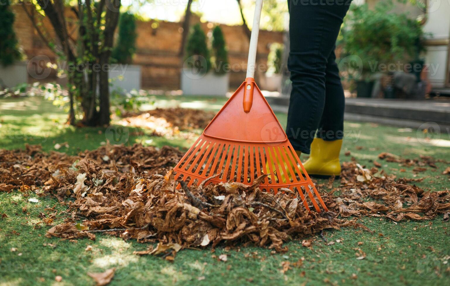 harken gedaald bladeren van de gazon. schoonmaak omhoog gedaald bladeren in de tuin. gebruik makend van een plastic ventilator hark naar schoon de gazon van gedaald bladeren. foto