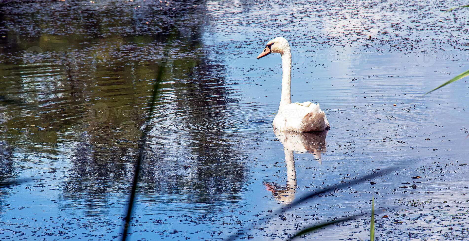 wit zwaan Aan de rivier. reflecties Aan de oppervlakte van de water. foto