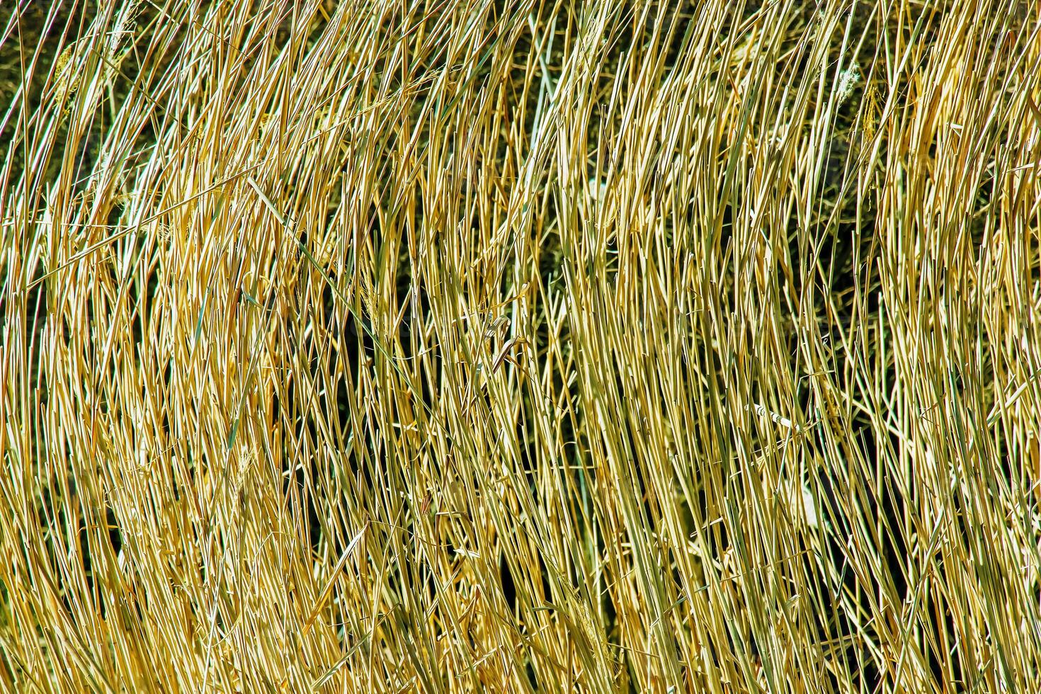 droog gras achtergrond. droog pluimen van miscanthus sinensis zwaaien in de wind in vroeg voorjaar foto