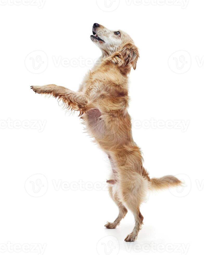 ai gegenereerd een speels hond staand Aan haar achter poten Aan wit achtergrond foto