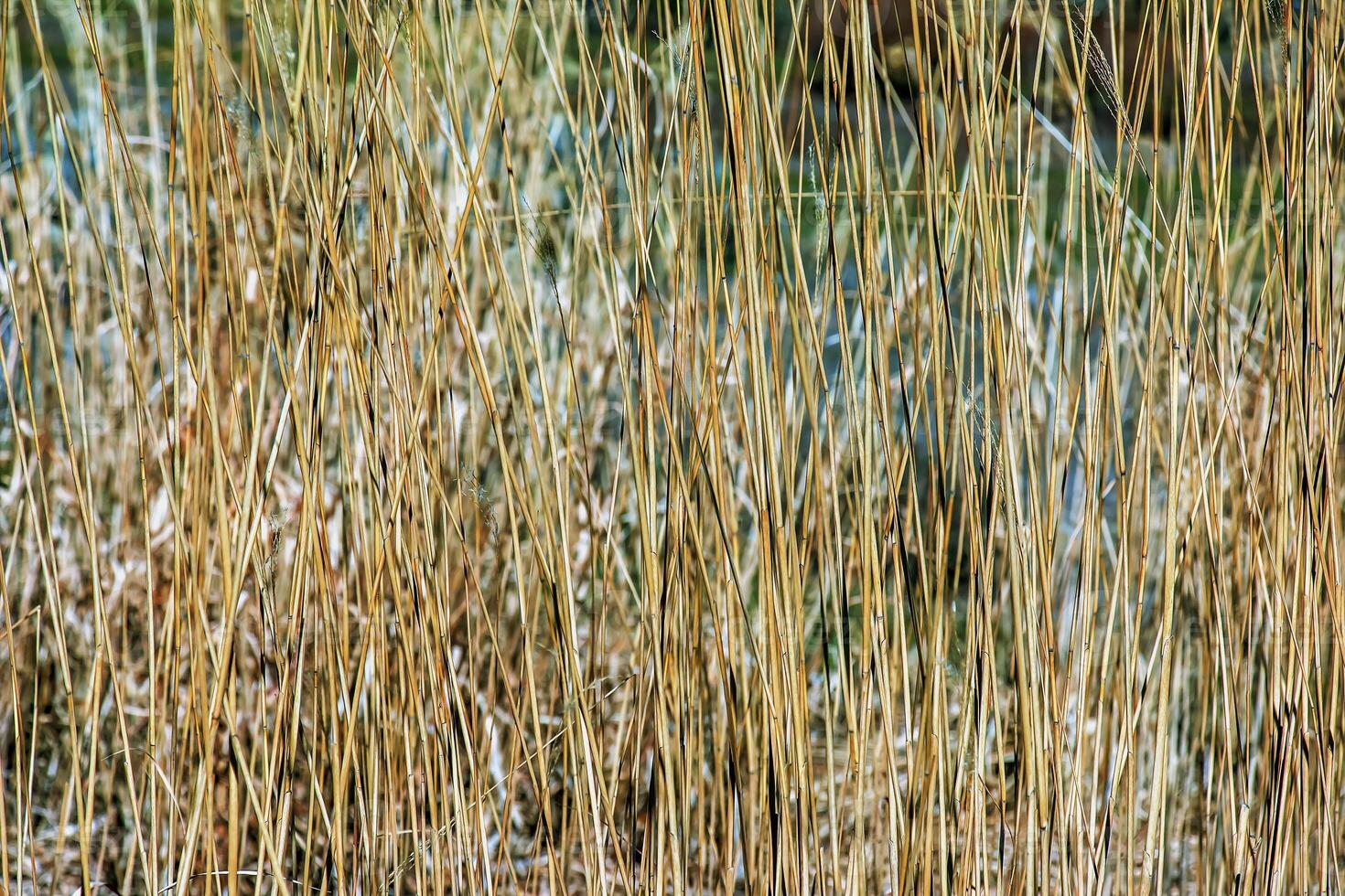 droog gras achtergrond. droog pluimen van miscanthus sinensis zwaaien in de wind in vroeg voorjaar foto