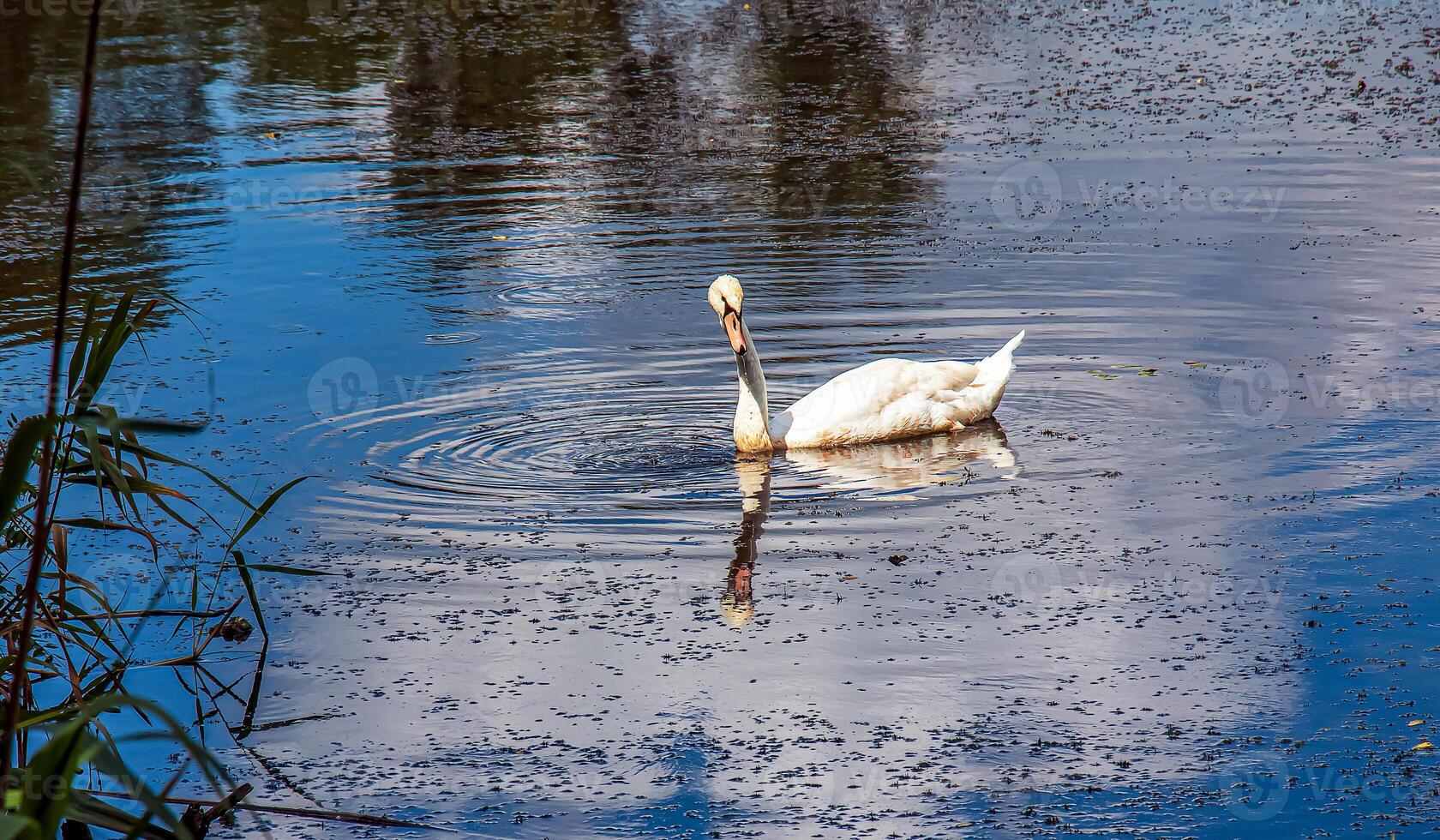 wit zwaan Aan de rivier. reflecties Aan de oppervlakte van de water. foto